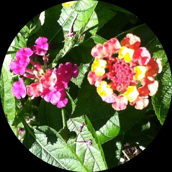 gemsplit